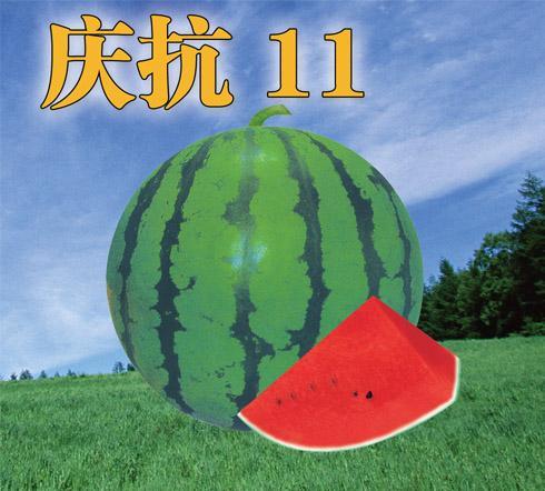 慶抗11號 慶抗11號