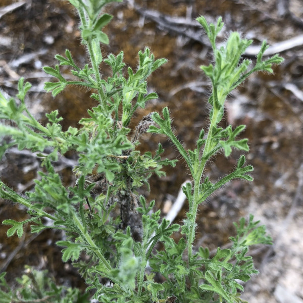 Vittadinia dissecta