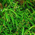 白前(蘿藦科鵝絨藤屬植物) 白前(蘿藦科鵝絨藤屬植物)