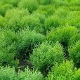 Erika(植物名稱) Erika(植物名稱)