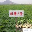 內農薯1號 內農薯1號