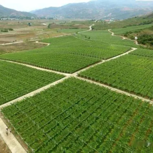 灣甸傣族鄉(灣甸鄉)