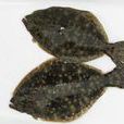 牙鮃魚 牙鮃魚