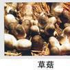 光柄菇科 光柄菇科