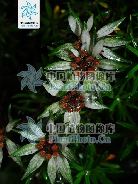 雲嶺火絨草 雲嶺火絨草