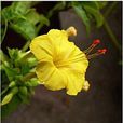 黃茉莉(草本花卉) 黃茉莉(草本花卉)