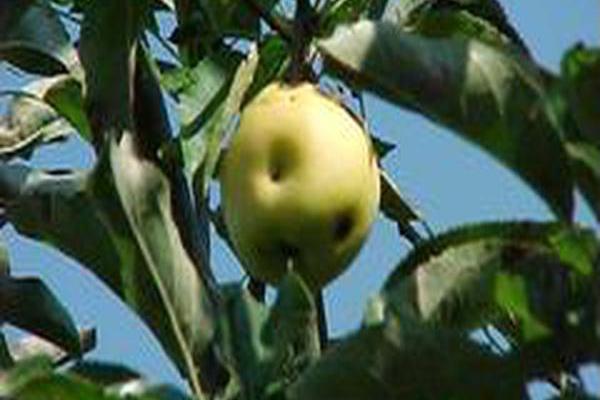 Malus \x27Mullins\x27 STARK GOLDEN DELICIOUS