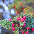 紅豆杉屬 紅豆杉屬