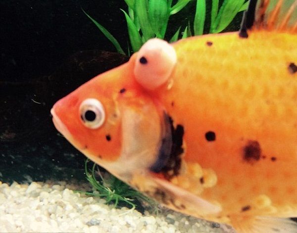 魚類腫瘤 魚類腫瘤