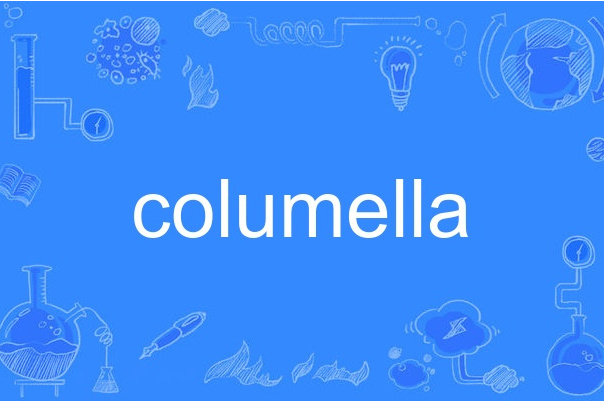 columella columella