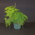 耐陰植物 耐陰植物
