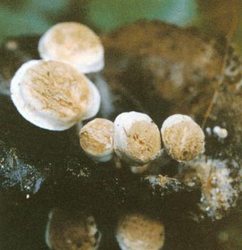 星孢寄生菇