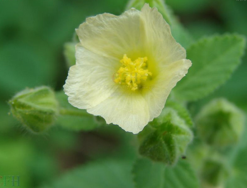 中華黃花稔(中華黃花棯) 中華黃花稔(中華黃花棯)
