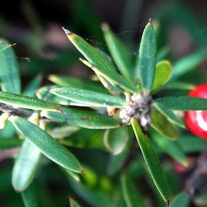 Acrotriche aggregata