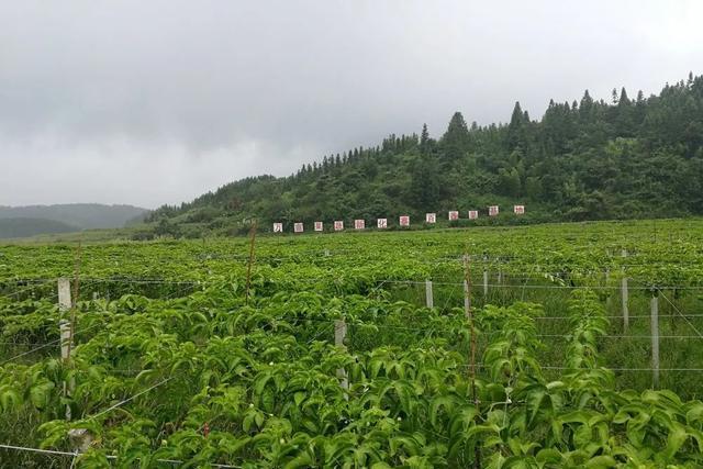 劉格村 劉格村