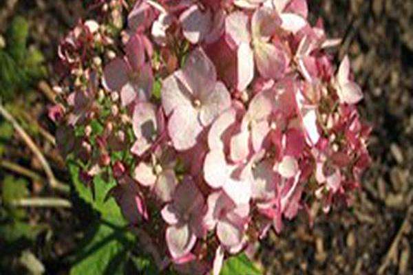 Hydrangea arborescens \x27NCHA4\x27 INCREDIBALL BLUSH Hydrangea arborescens \x27NCHA4\x27 INCREDIBALL BLUSH