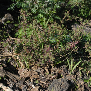 Tetragonia saligna