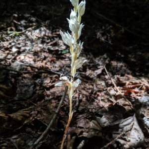 Cephalanthera austiniae