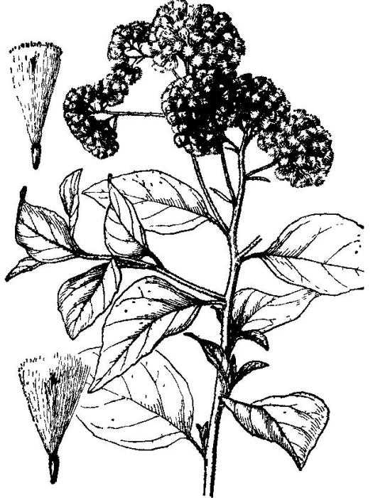 小舌菊屬 小舌菊屬
