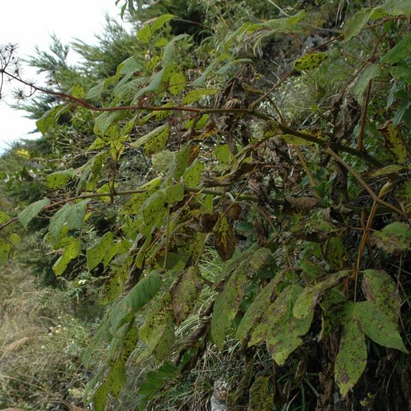 Aralia cordata