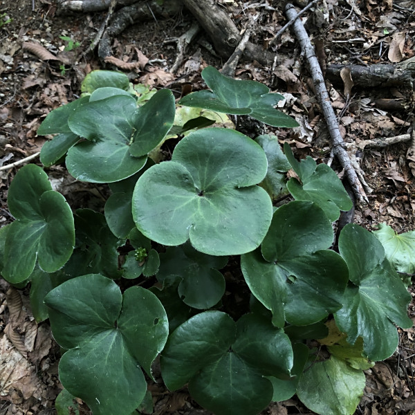 Hepatica maxima