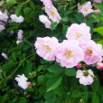 峨眉薔薇