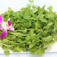 小香菜 小香菜