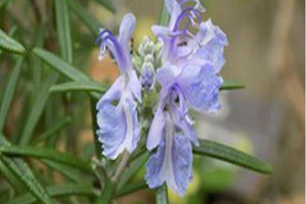 Salvia rosmarinus Salvia rosmarinus