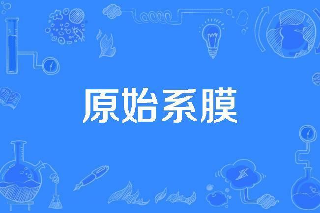 原始系膜 原始系膜