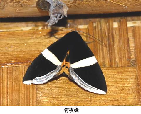 符夜蛾 符夜蛾