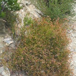 Anarthria prolifera