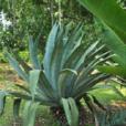 龍舌蘭(常綠大型草本植物) 龍舌蘭(常綠大型草本植物)