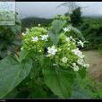 灰毛糖芥 灰毛糖芥