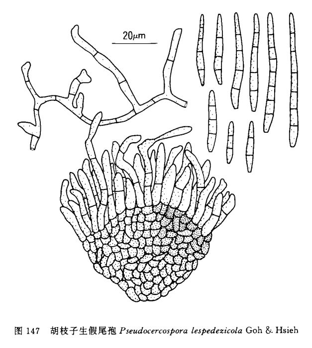 馬來尾孢 馬來尾孢