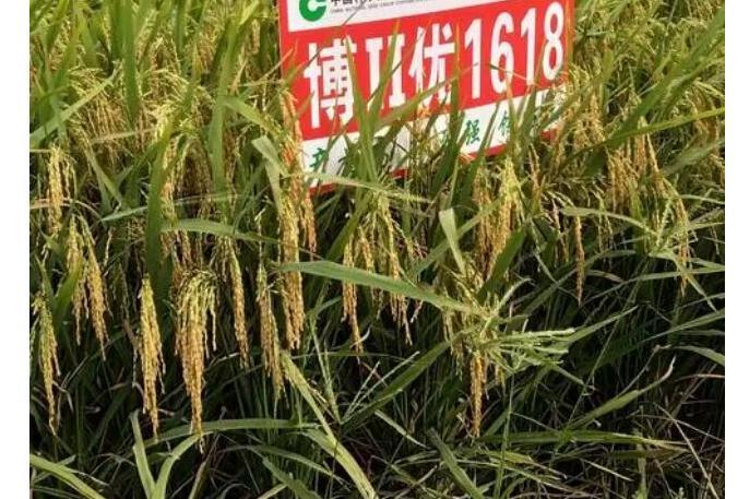 博Ⅱ優1618 博Ⅱ優1618