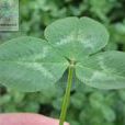 白花苜蓿 白花苜蓿