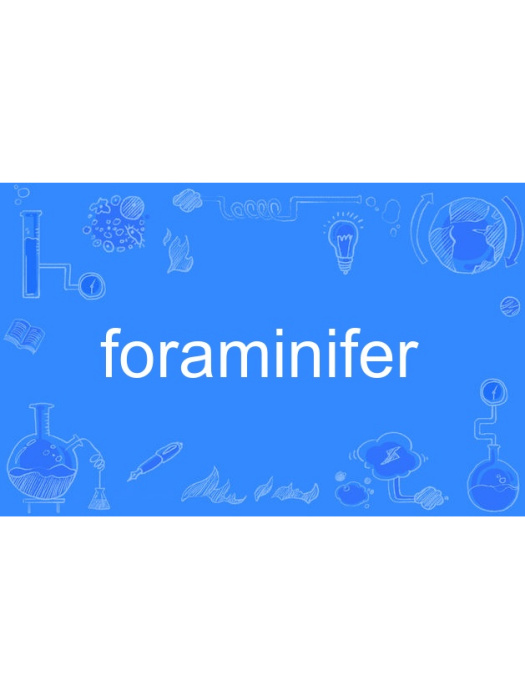 foraminifer foraminifer