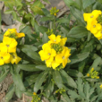 糖芥 糖芥