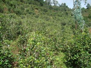 後箐彝族鄉高優生態茶種植