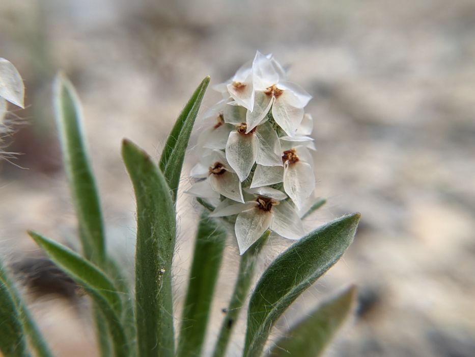 Plantago helleri