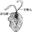 人毛滴蟲 人毛滴蟲
