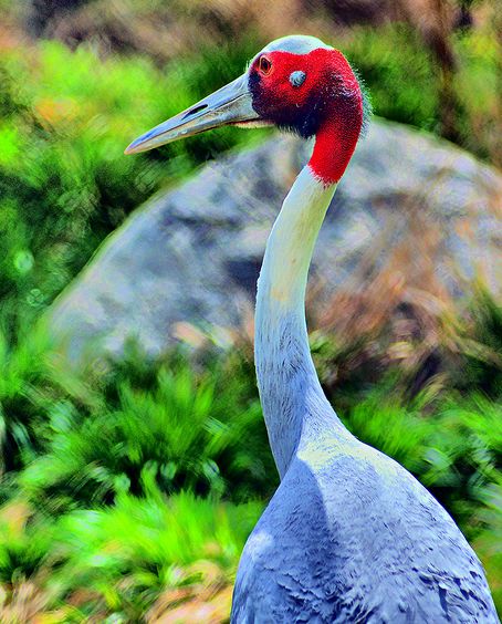 赤頸鶴印支亞種