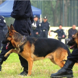 警犬技術師 警犬技術師