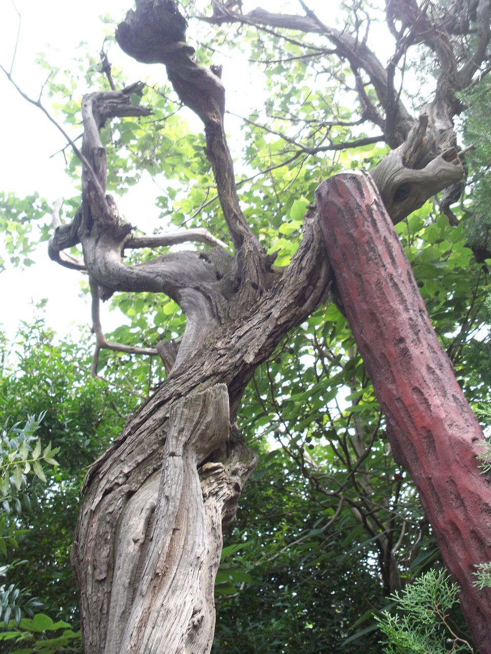相傳有500年樹齡的文冠果樹一株
