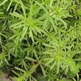豬殃殃(茜草目茜草科植物) 豬殃殃(茜草目茜草科植物)