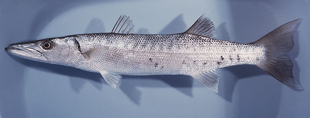 巴拉金梭魚