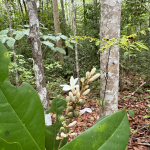 Conchocarpus adenantherus