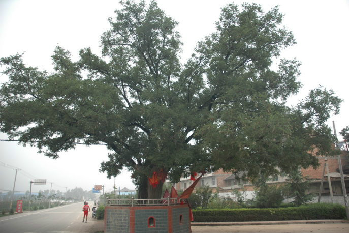 胥家村(陝西寶雞市陳倉區)