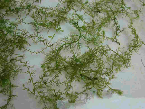 狸藻