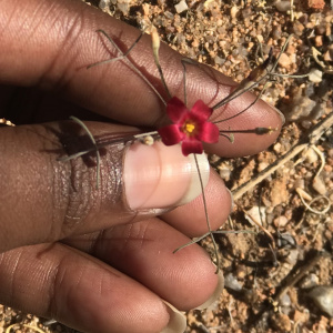 Oxalis helicoides